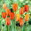 Tulip El Nino - pachet mare! - 50 buc.