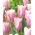 Tulip Mistress Mystic - 5 pezzi