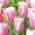 Tulip Mistress Mystic - 5 pezzi