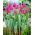 Bandera Tulipán Morado - 5 piezas