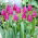 Tulipán lila zászló - 5 db.