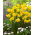 Golden Delicious daffodil - large pack! - 50 pcs