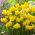 Golden Delicious daffodil - large pack! - 50 pcs