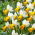 Narciso de vals de invierno - 5 piezas