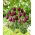 Tulip Black Bean - stor pakke! - 50 stk