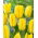 Tulppaani Candela - 5 kpl