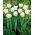 Tulip Mondial - 5 pz