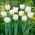 Tulip Mondial - 5 pz