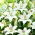 Lily - Diamant brillant