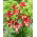 Double Sensation double-flowered lily