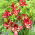 Double Sensation double-flowered lily
