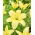 Lily - Easy Vanilla - pollen-free, perfect for the vase! - large pack! - 10 pcs