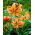 Lily - Henryi - large pack! - 10 pcs
