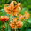 Lily - Henryi - large pack! - 10 pcs