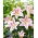 Lovely Day oriental lily - fragrant - large pack! - 10 pcs