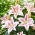 Lovely Day oriental lily - fragrant - large pack! - 10 pcs