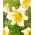 Tree lily - Miss Peculiar - large pack! - 10 pcs