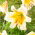 Tree lily - Miss Peculiar - large pack! - 10 pcs