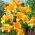 Orange Planet trompet lelie - 