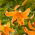 Giglio di arancio - confezione grande! - 10 pezzi