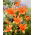 Lily - Orange Summer - storpack! - 10 st