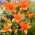 Lily - Orange Summer - storpack! - 10 st