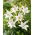Lily - Snowdon