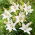 Lily - Snowdon
