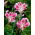 Lily - Rubrum Uchida