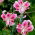 Lily - Rubrum Uchida