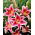 Lily - Star Gazer - orientalna, pachn¹ca