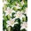 Lily - White County