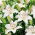 Lily - White County