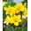Giglio di tromba del pianeta giallo