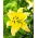 Lily - Yellow Power
