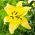 Lily - Yellow Power