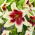 Lily - Zeba