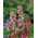 Fleråriga Mullein blandade frön - Verbascum sp. - 700 frön