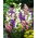 Harangvirág - színes virágkeverék - Campanula medium - Bájoló harang alakú virágok - Friss vetőmagok
