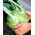 Colinabo – Giant - 100 semillas - Brassica oleracea var. Gongylodes L.