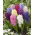 Hyacint-slægten - MIX - pakke med 3 stk - Hyacinthus