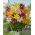 Lily mix - 30 piezas