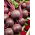Beetroot "Red Ball" - Biji-Biji Berasi - 100 biji - Beta vulgaris var. conditiva      - benih