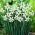 Daffodil Recurvus ของกวี - แพ็คเกจขนาดใหญ่! - 50 ชิ้น; ดอกนาซิสซัสของกวีนาร์กิสตาของไก่ฟ้าดอกไม้ดอกหญ้าดอกลิลลี่ - 