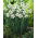 Narcis, narcis 'Recurvus' - balíček XXXL! - 250 ks.