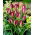 Tulpe Red Beauty - 5 Stück