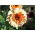 Souci officinal - Sunset Buff - Calendula officinalis - Teintes abricot, beauté semi-double - Graines fraîches