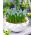 ผักตบชวา Grape Aqua Magic - 10 ชิ้น - Muscari