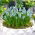 ผักตบชวา Grape Aqua Magic - 10 ชิ้น - Muscari