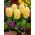 Jacinthe jaune - 9 pieces